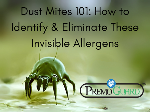 Dust Mites 101: How to Identify & Eliminate These Invisible Allergens