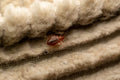 Bed Bugs in Curtains: The Hidden Places You Might Be Missing