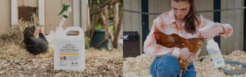 Protect your chickens, ducks and birds