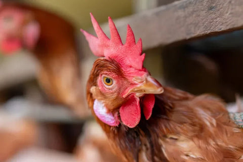 A close up view of a brown hen’s head.