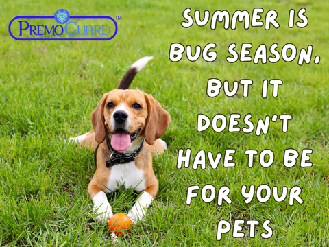 Summer Is Bug Season, But It Doesn’t Have to Be for Your Pets