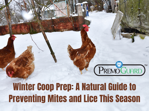 Winter Coop Prep: A Natural Guide to Preventing Mites and Lice This Season