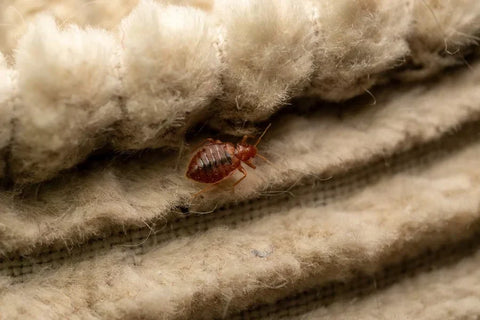 A close up of a bed bug in the folds of fabric.