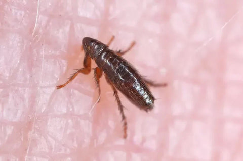A flea on human skin.