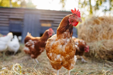 A group of chickens in a farmyard.
