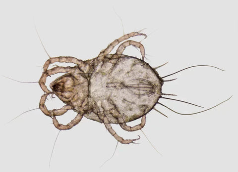 A microscopic view of a dust mite.