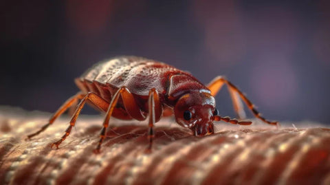 What Do Bed Bug Bites Look Like? Here Are Some Pictures!